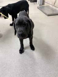 Shelter Stray Male Dog last seen VAN BUREN BLVD AND ARLINGTON, RIVERSIDE, CA, 6851 Van Buren Boulevard, Jurupa Valley, CA 92509, USA