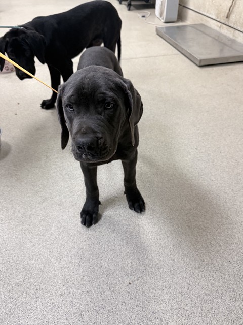 Shelter Stray Male Dog last seen VAN BUREN BLVD AND ARLINGTON, RIVERSIDE, CA, 6851 Van Buren Boulevard, Jurupa Valley, CA 92509, USA