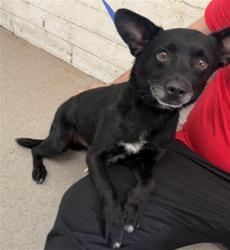 Shelter Stray Male Dog last seen N J ST X W 7TH ST, 333 Chandler Pl, San Bernardino, CA 92408, USA