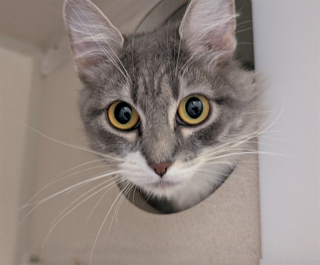 Shelter Stray Female Cat last seen Near BLOCK S SHERIDAN BLVD, DENVER CO 80219, 1241 W Bayaud Ave, Denver, CO 80223, USA