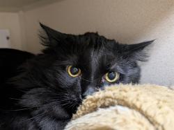 Shelter Stray Male Cat last seen Near BLOCK E ILIFF AVE, DENVER CO 80222, 1241 W Bayaud Ave, Denver, CO 80223, USA