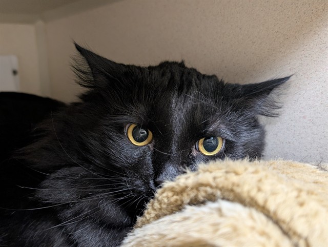 Shelter Stray Male Cat last seen Near BLOCK E ILIFF AVE, DENVER CO 80222, 1241 W Bayaud Ave, Denver, CO 80223, USA