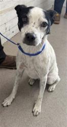 Shelter Stray Female Dog last seen BASELINE AND WATERMAN, 333 Chandler Pl, San Bernardino, CA 92408, USA