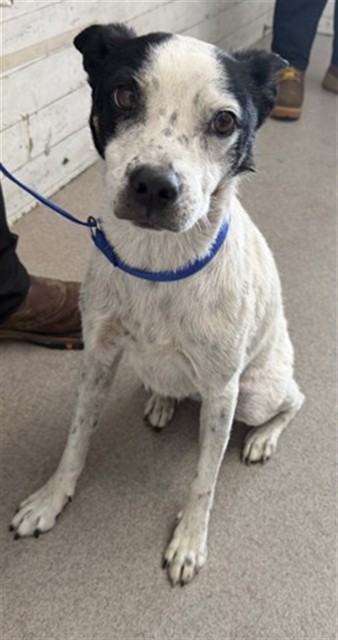 Shelter Stray Female Dog last seen BASELINE AND WATERMAN, 333 Chandler Pl, San Bernardino, CA 92408, USA