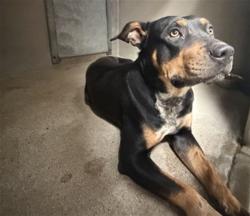 Shelter Stray Male Dog last seen Near BLOCK N COLTON AVE , 333 Chandler Pl, San Bernardino, CA 92408, USA