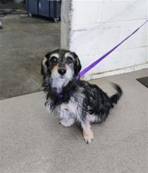 Shelter Stray Female Dog last seen Near BLOCK N PEPPER, 333 Chandler Pl, San Bernardino, CA 92408, USA