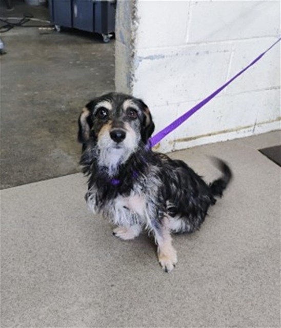 Shelter Stray Female Dog last seen Near BLOCK N PEPPER, 333 Chandler Pl, San Bernardino, CA 92408, USA