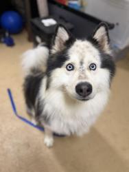 Shelter Stray Male Dog last seen NAPLES ST AND MADISON AVE, 130 Beyer Way, Chula Vista, CA 91911, USA