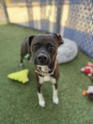 Shelter Stray Female Dog last seen 4TH AVE AND FAIVRE ST, 130 Beyer Way, Chula Vista, CA 91911, USA