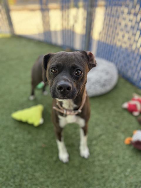 Shelter Stray Female Dog last seen 4TH AVE AND FAIVRE ST, 130 Beyer Way, Chula Vista, CA 91911, USA