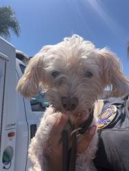 Shelter Stray Male Dog last seen PASEO SARINA, 130 Beyer Way, Chula Vista, CA 91911, USA