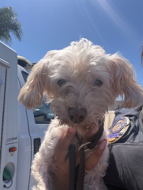 Shelter Stray Male Dog last seen PASEO SARINA, 130 Beyer Way, Chula Vista, CA 91911, USA
