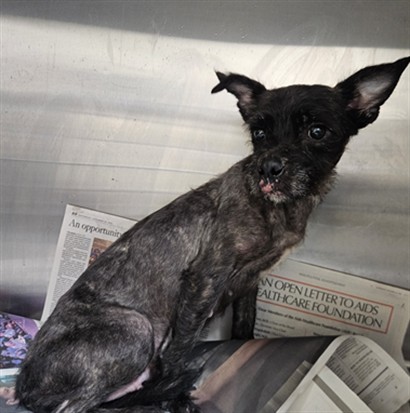 Shelter Stray Female Dog last seen , 3201 Lacy St, Los Angeles, CA 90031, USA