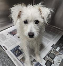 Shelter Stray Female Dog last seen , 3201 Lacy St, Los Angeles, CA 90031, USA
