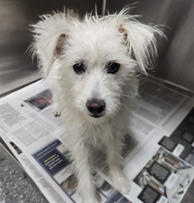 Shelter Stray Female Dog last seen , 3201 Lacy St, Los Angeles, CA 90031, USA