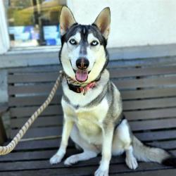 Shelter Stray Female Dog last seen Near BLOCK CHESTNUT AVE, LONG BEACH CA, 7700 E Spring St, Long Beach, CA 90815, USA