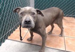 Shelter Stray Female Dog last seen , 11258 Garfield Ave, Downey, CA 90242, USA
