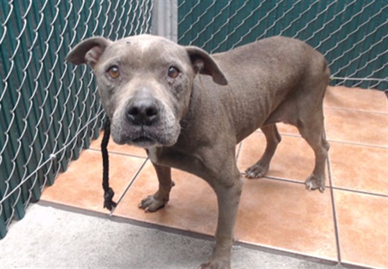 Shelter Stray Female Dog last seen , 11258 Garfield Ave, Downey, CA 90242, USA