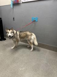 Shelter Stray Female Dog last seen Near BLOCK E COTTONWOOD COVE RD, SEARCHLIGHT NV 89046, 655 N Mojave Rd, Las Vegas, NV 89101, USA