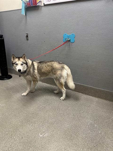 Shelter Stray Female Dog last seen Near BLOCK E COTTONWOOD COVE RD, SEARCHLIGHT NV 89046, 655 N Mojave Rd, Las Vegas, NV 89101, USA