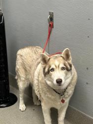 Shelter Stray Male Dog last seen Near BLOCK E COTTONWOOD COVE RD, SEARCHLIGHT NV 89046, 655 N Mojave Rd, Las Vegas, NV 89101, USA