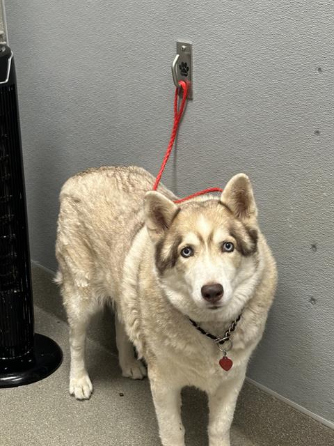 Shelter Stray Male Dog last seen Near BLOCK E COTTONWOOD COVE RD, SEARCHLIGHT NV 89046, 655 N Mojave Rd, Las Vegas, NV 89101, USA