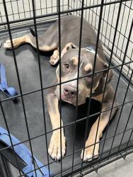 Shelter Stray Male Dog last seen , 655 N Mojave Rd, Las Vegas, NV 89101, USA