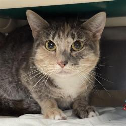 Shelter Stray Female Cat last seen Near BLK OF FLOWER AVE, 655 N Mojave Rd, Las Vegas, NV 89101, USA