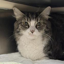 Shelter Stray Female Cat last seen Near BLOCK MCCARRAN ST BLOCK, 655 N Mojave Rd, Las Vegas, NV 89101, USA
