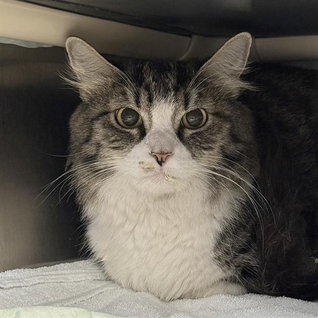 Shelter Stray Female Cat last seen Near BLOCK MCCARRAN ST BLOCK, 655 N Mojave Rd, Las Vegas, NV 89101, USA