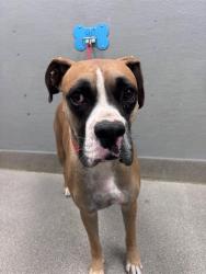 Shelter Stray Male Dog last seen N EASTERN AVE | E OWENS AVE, 655 N Mojave Rd, Las Vegas, NV 89101, USA