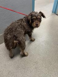 Shelter Stray Female Dog last seen DROPPED AT SHELTER, 655 N Mojave Rd, Las Vegas, NV 89101, USA