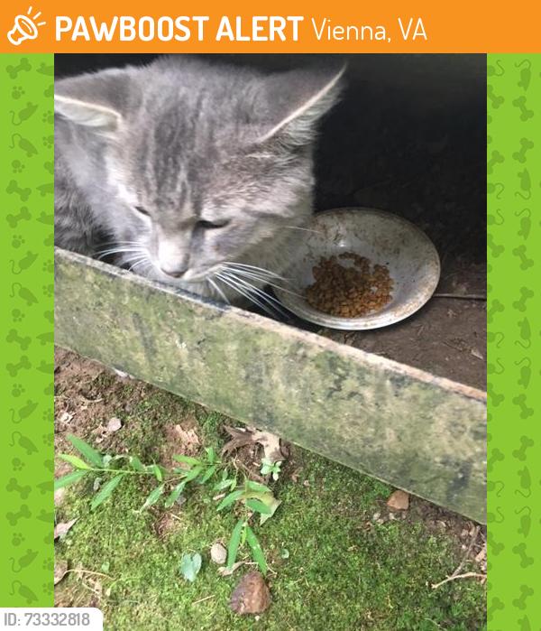 Found/Stray Unknown Cat last seen Near Masterworks Dr Vienna, Vienna, VA 22181