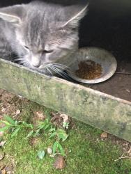 Found/Stray Unknown Cat last seen Near Masterworks Dr Vienna, Vienna, VA 22181