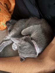 Reunited Female Cat last seen Near larston st, Houston, TX 77055