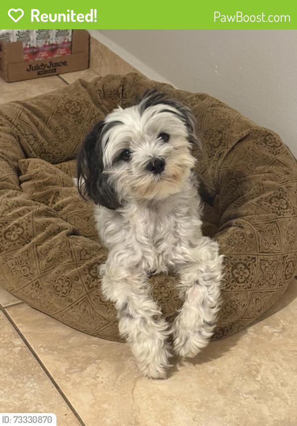 Reunited Female Dog last seen Near Najac Ln, Kissimmee, FL 34759, USA, Kissimmee, FL 34759