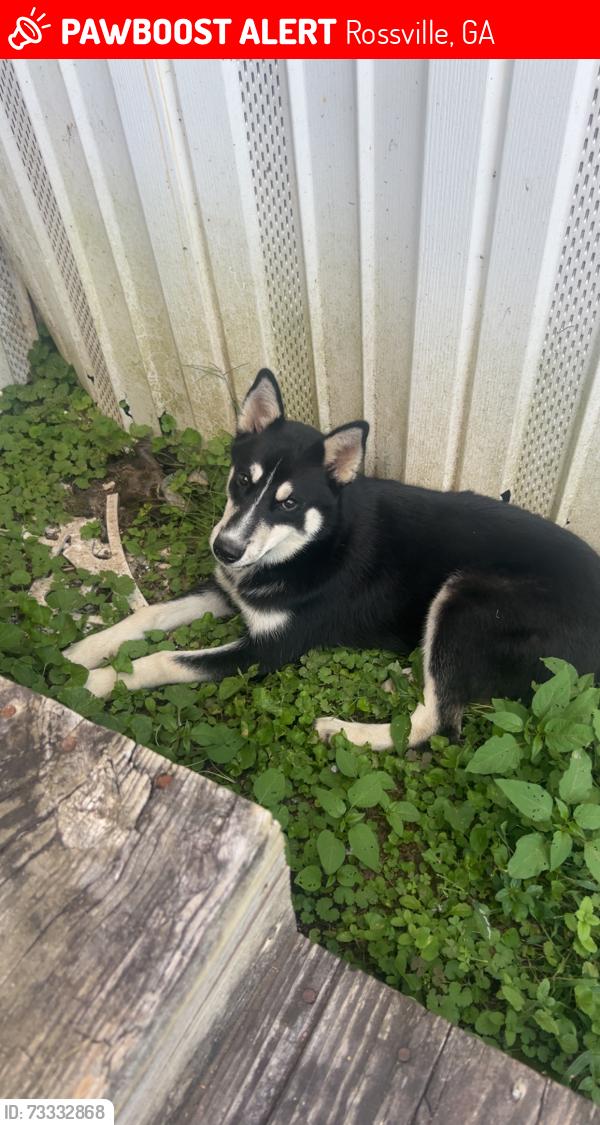 Lost Male Dog last seen Escalon st, Rossville, GA 30741