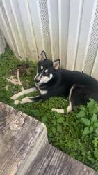 Lost Male Dog last seen Escalon st, Rossville, GA 30741