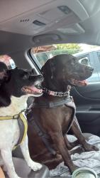 Lost Male Dog last seen Hardy, Independence, MO 64050