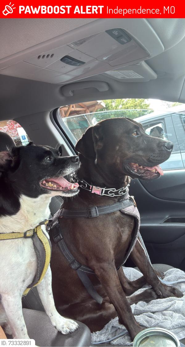 Lost Male Dog last seen Hardy, Independence, MO 64050