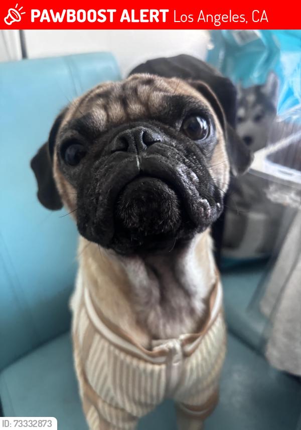 Lost Male Dog last seen Griffin Ave and Mozart St in Lincoln Heights, Los Angeles, CA 90031