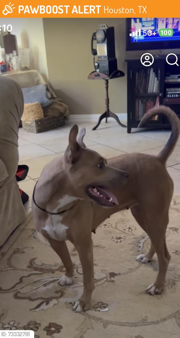 Found/Stray Female Dog last seen Tallowwood subdivision, Houston, TX 77070
