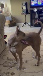 Found/Stray Female Dog last seen Tallowwood subdivision, Houston, TX 77070