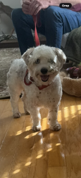 Found/Stray Male Dog last seen Lemon St and Fort Dade, Brooksville, FL 34601