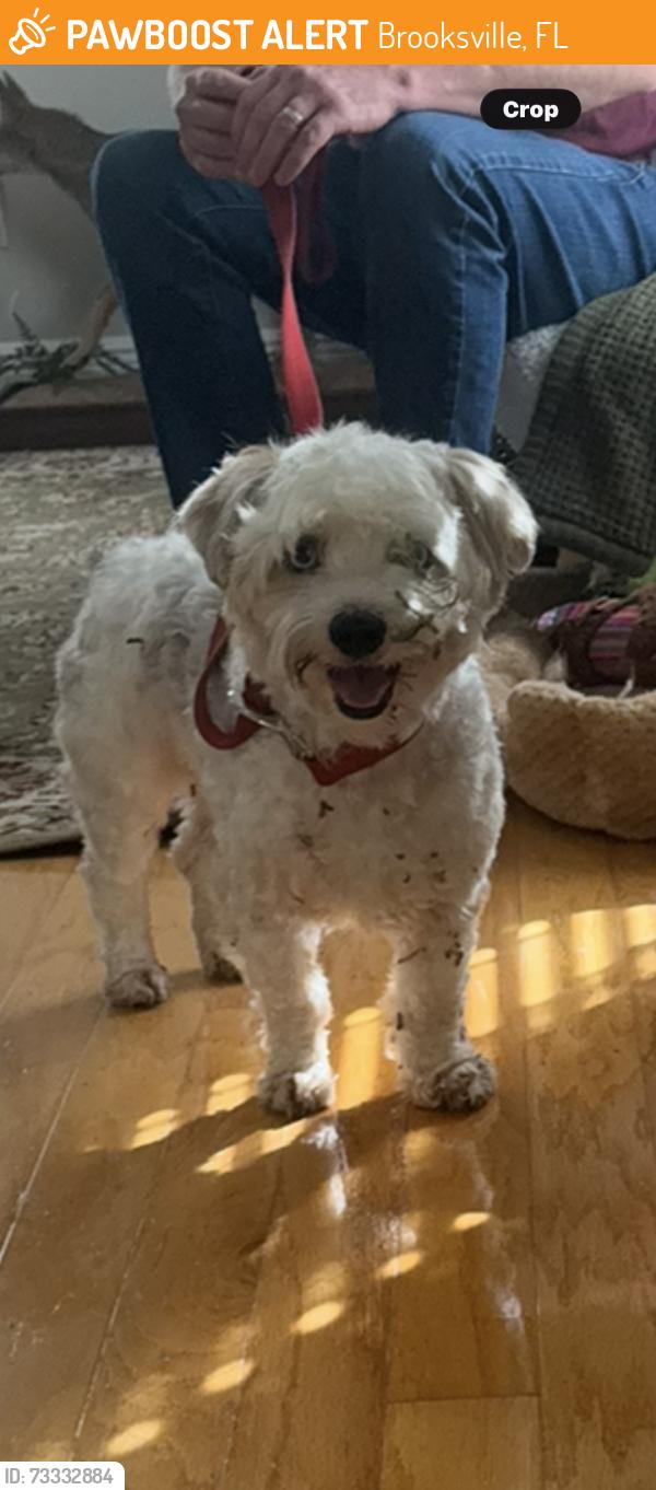 Found/Stray Male Dog last seen Lemon St and Fort Dade, Brooksville, FL 34601