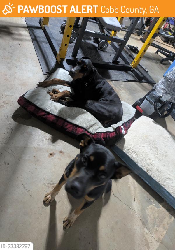Found/Stray Female Dog last seen England and Devinshire, Cobb County, GA 30066