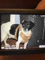 Lost Male Dog last seen Near E 35th Terr S, Independence, MO 64052