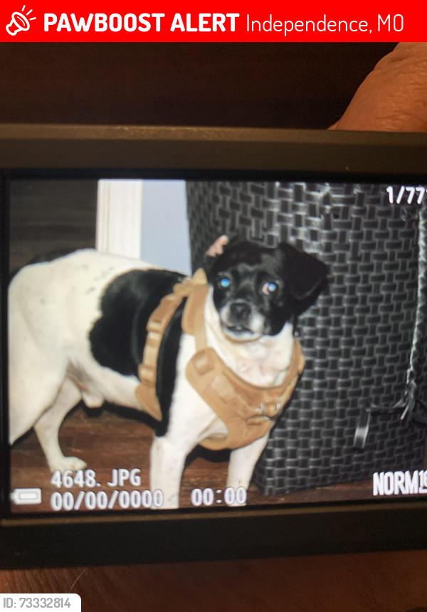 Lost Male Dog last seen Near E 35th Terr S, Independence, MO 64052