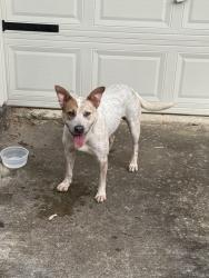 Found/Stray Male Dog last seen Green tee terrace, Pearland, TX 77089
