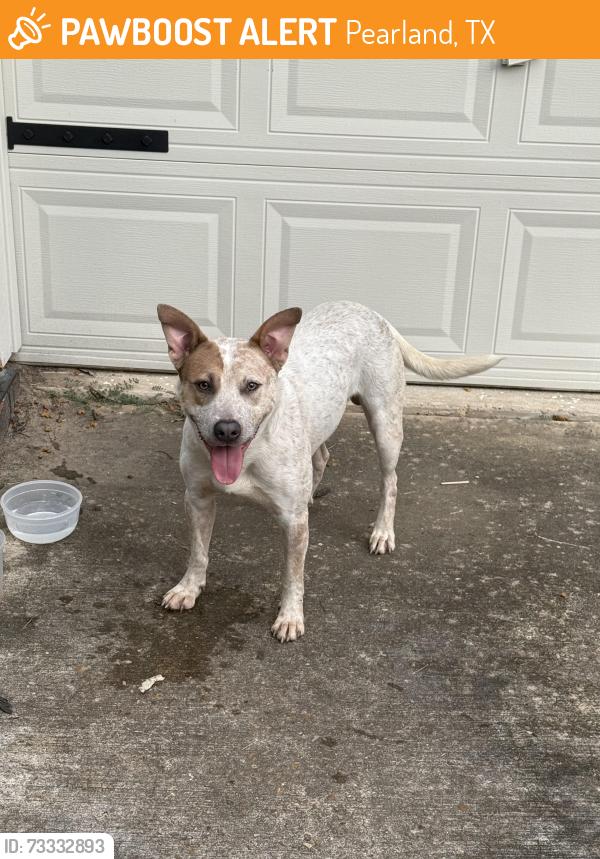 Found/Stray Male Dog last seen Green tee terrace, Pearland, TX 77089
